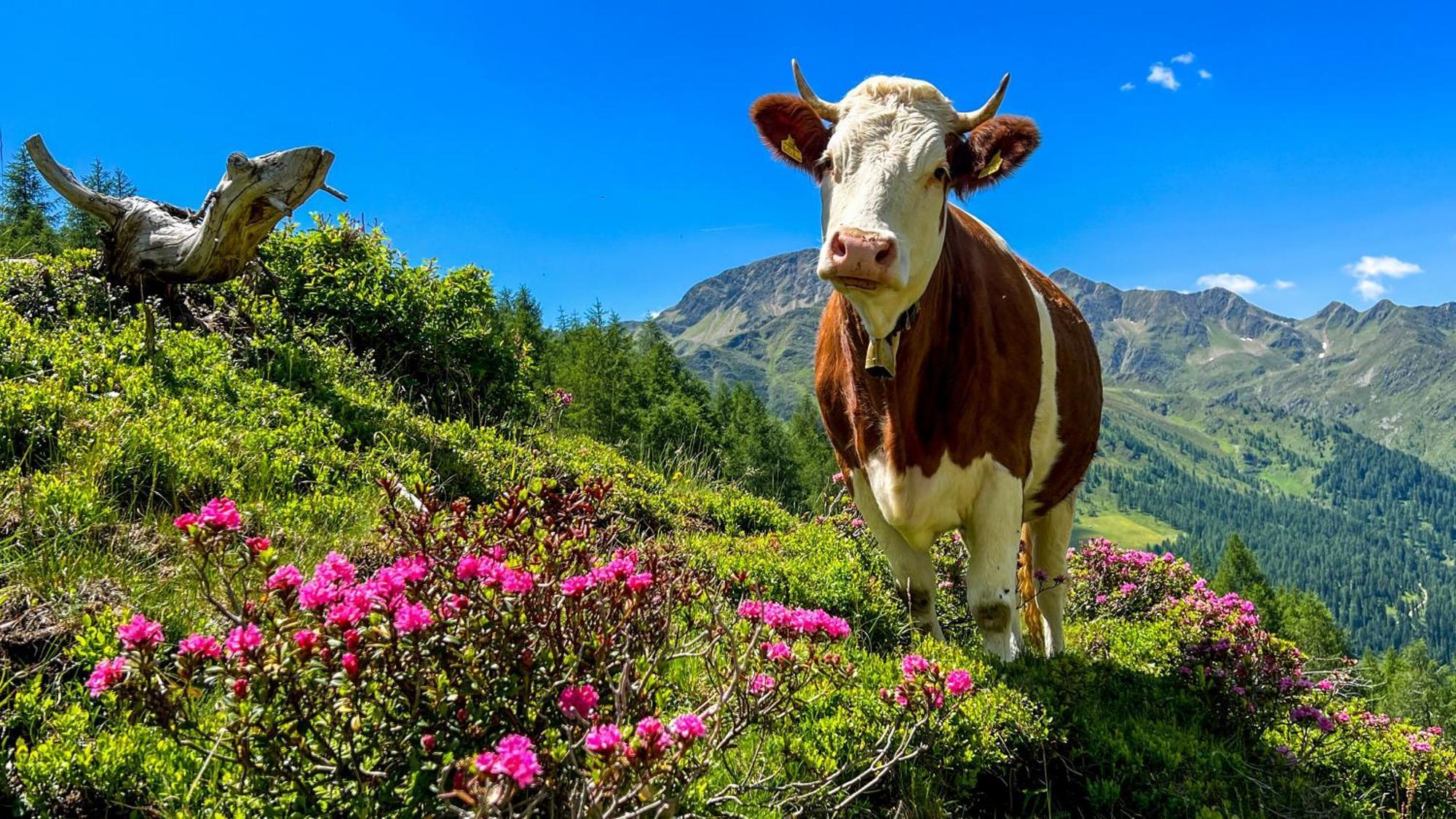 Die Natur Residenz Innervillgraten Kültér fotó